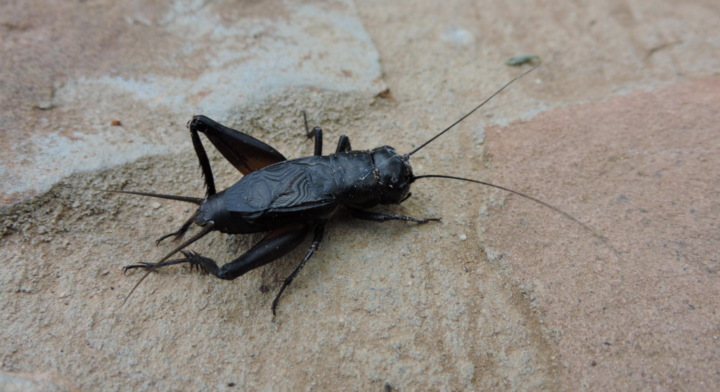 Why Are There So Many Crickets Around Austin This Time of Year? Texas