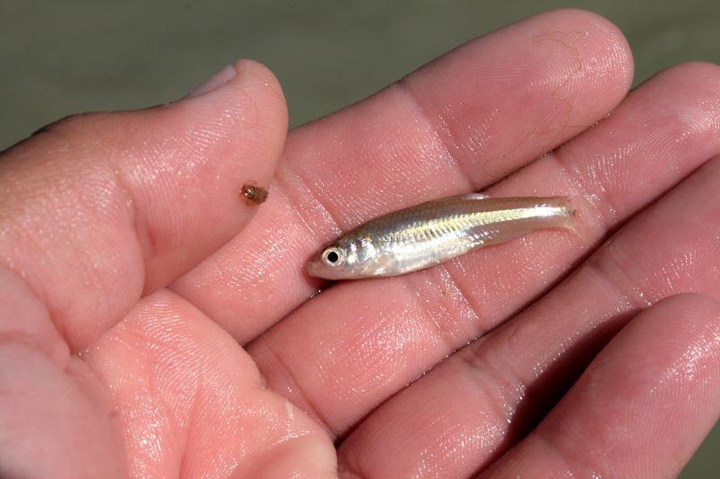 How Finding A Tiny Fish Gave Scientists Insight Into The Health Of The Rio  Grande