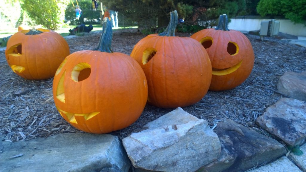 Texas Pumpkin Crop Hit By Season Of Spooky Weather | Texas Standard