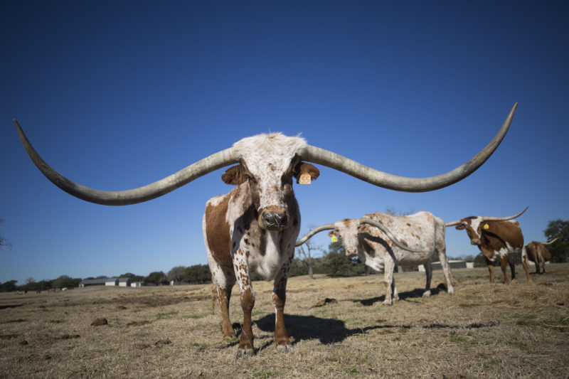 A 380 000 Longhorn A Look At The Never Ending Race For The Biggest Horns In Texas Texas Standard