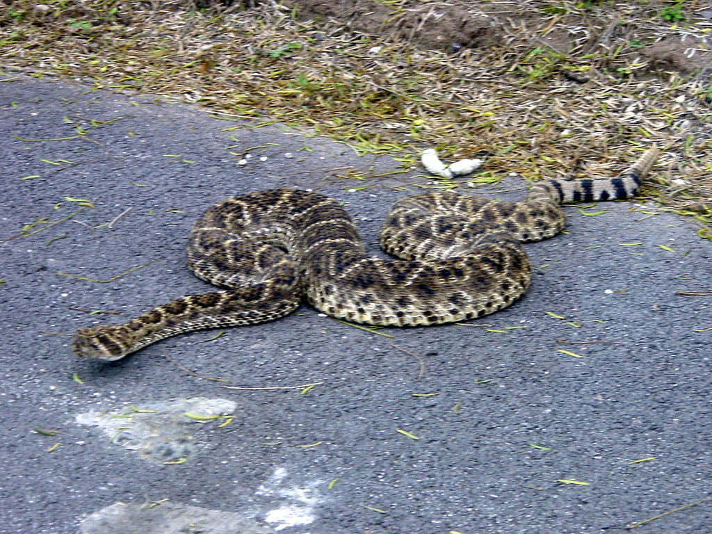 what to do if you run into a rattlesnake