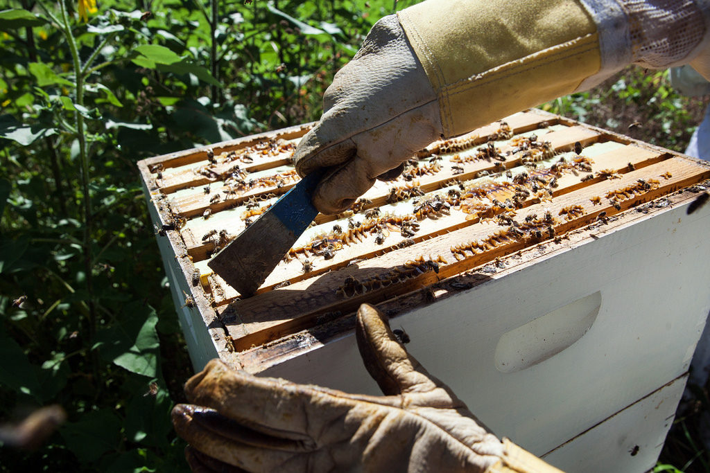 How A Common Herbicide Targets The Gut Health Of Honey Bees | Texas ...