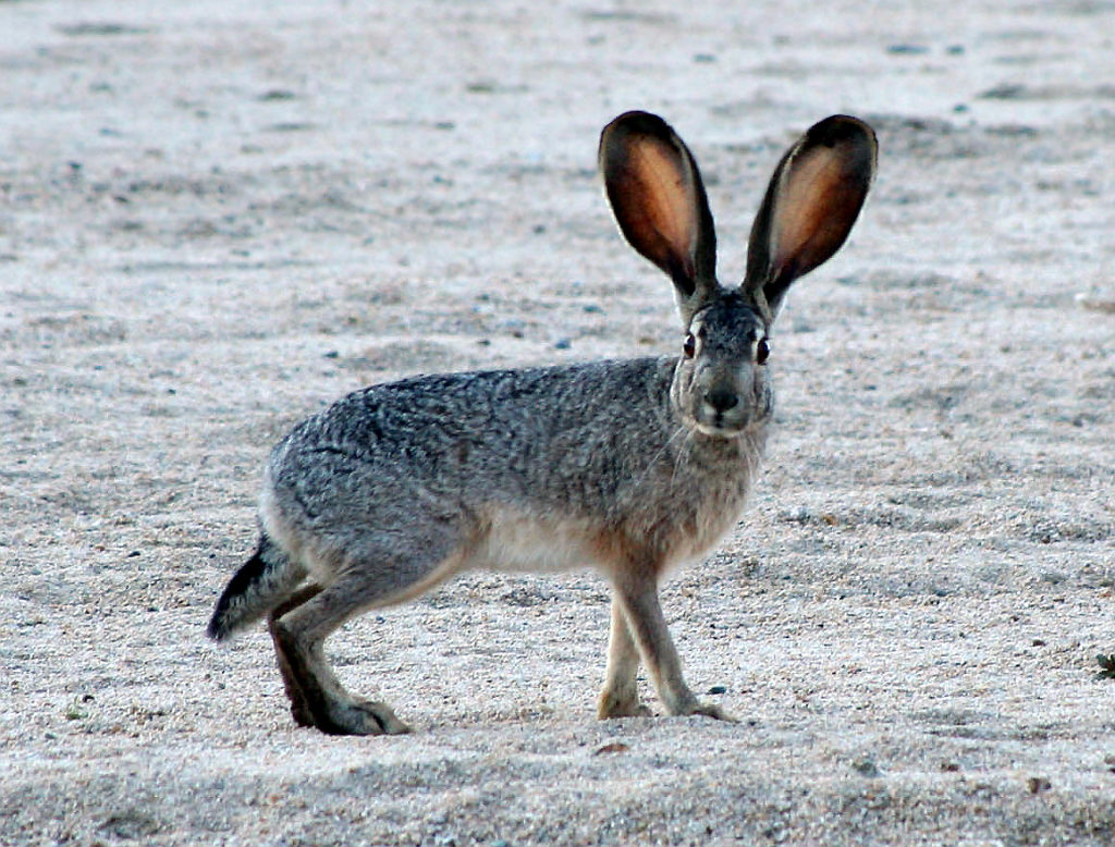 A Mysterious Virus Is Killing Texas Rabbits | Texas Standard