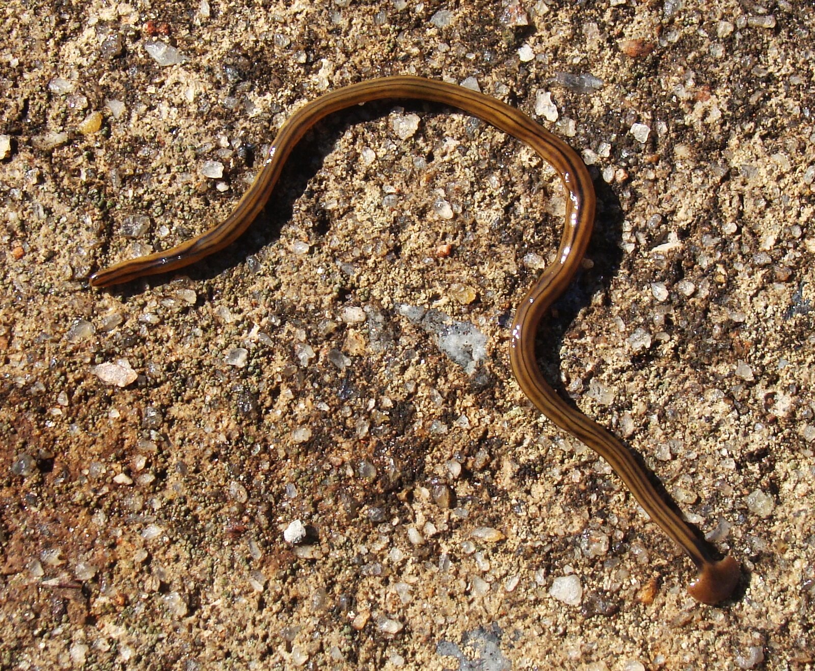 Worm and Little Worm: Why this Stanley Cup Final trip matters most