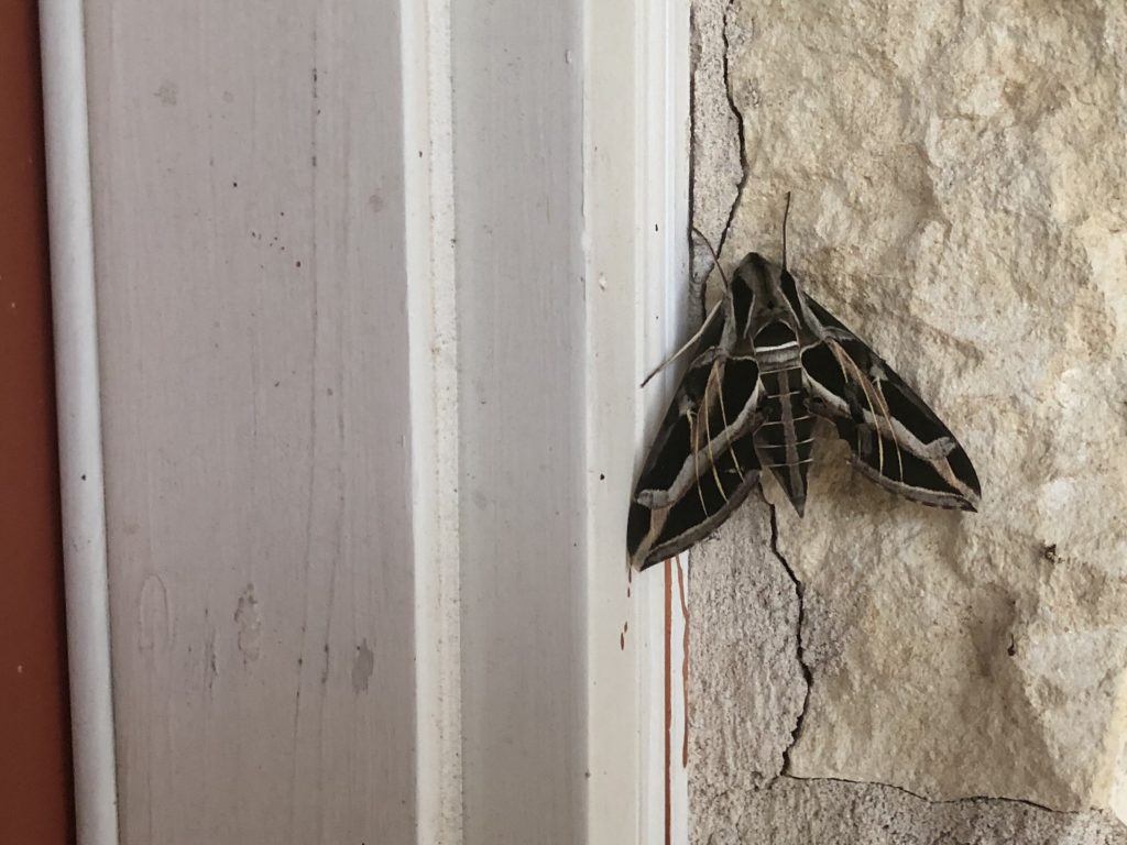 Hawk Moths or Sphinx Moths