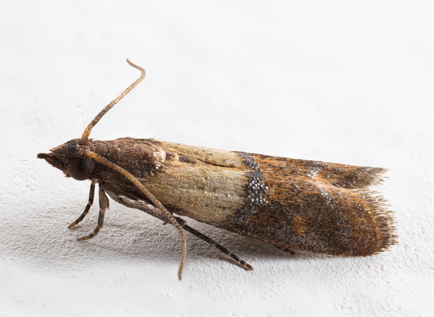 How To Get Rid of Pantry Moths and Beetles