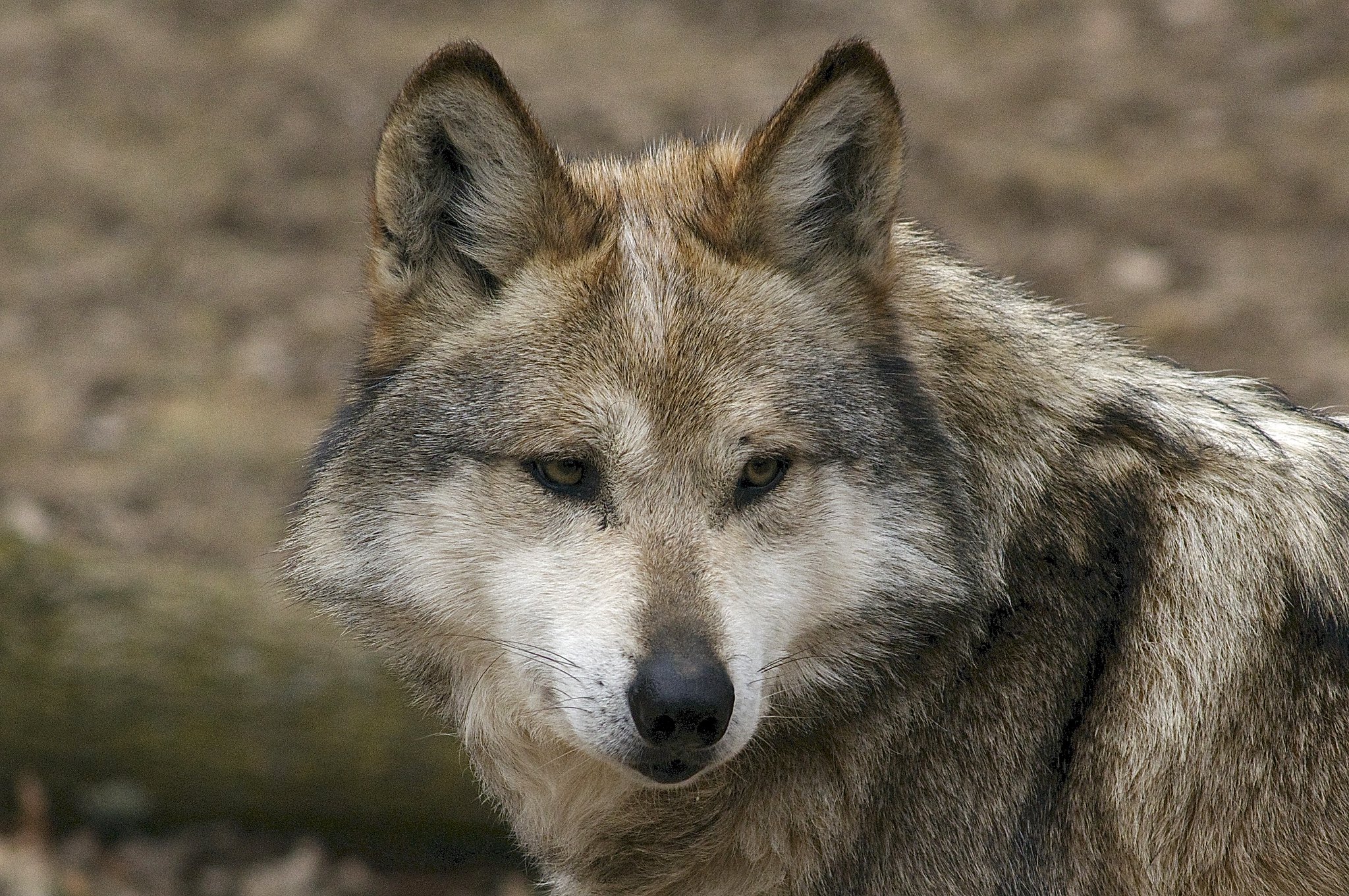 grey wolf