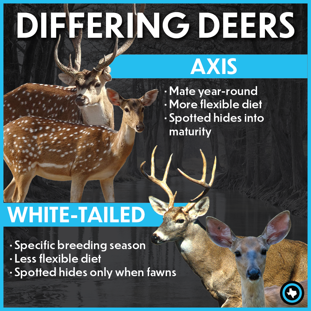 ‘Early detection, rapid response’: Invasive axis deer spotted at Big ...
