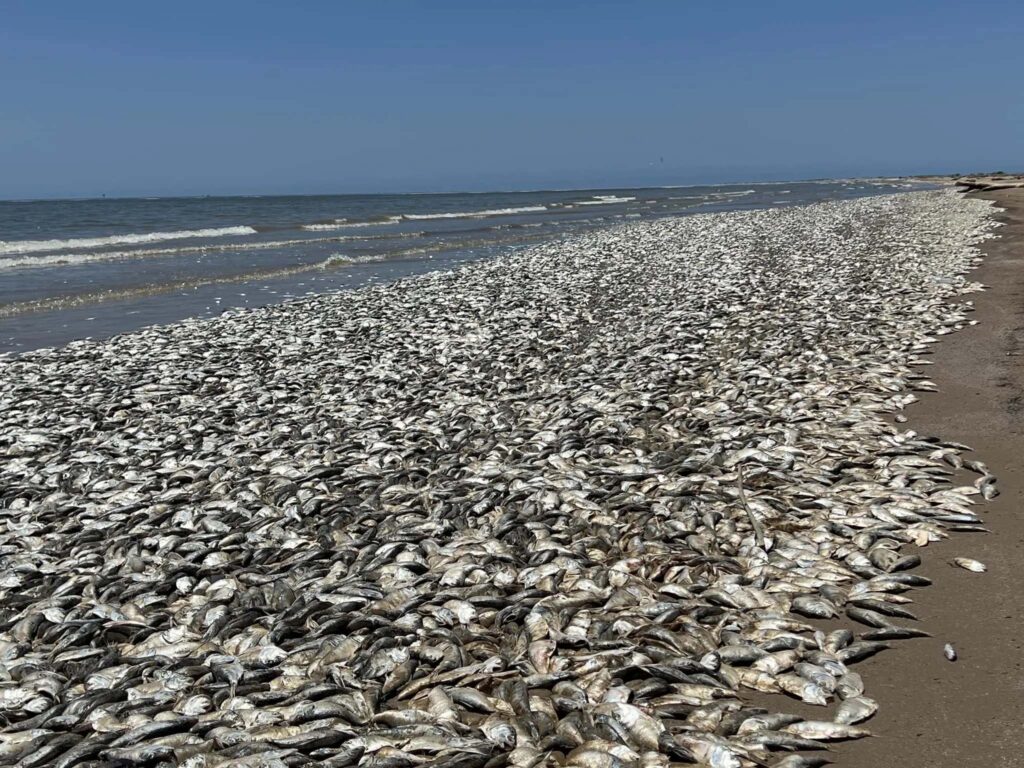 Why Did Thousands Of Dead Fish Wash Up On Texas Beaches Texas Standard