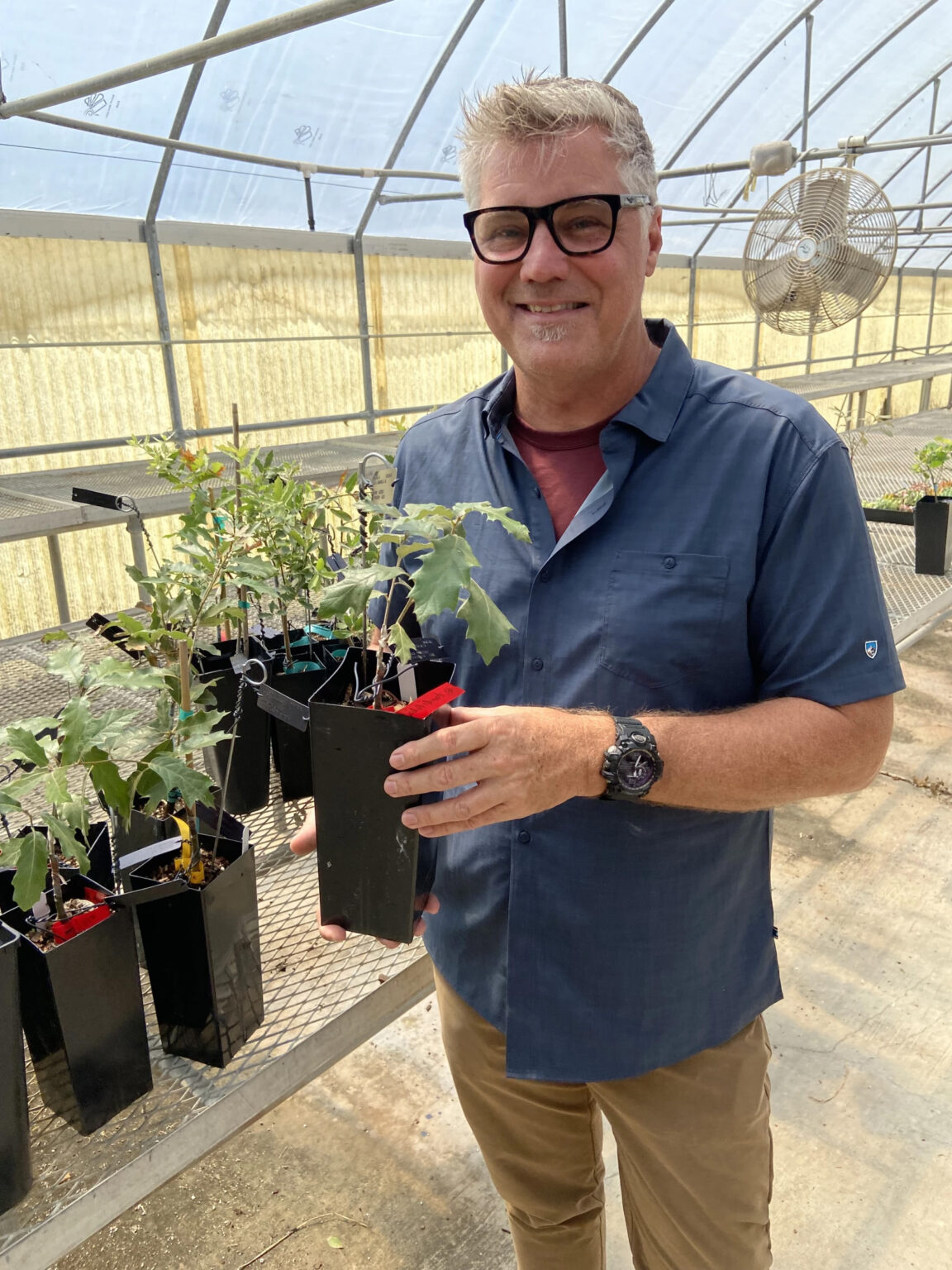 Texas oak tree thought to be extinct discovered in Big Bend National ...