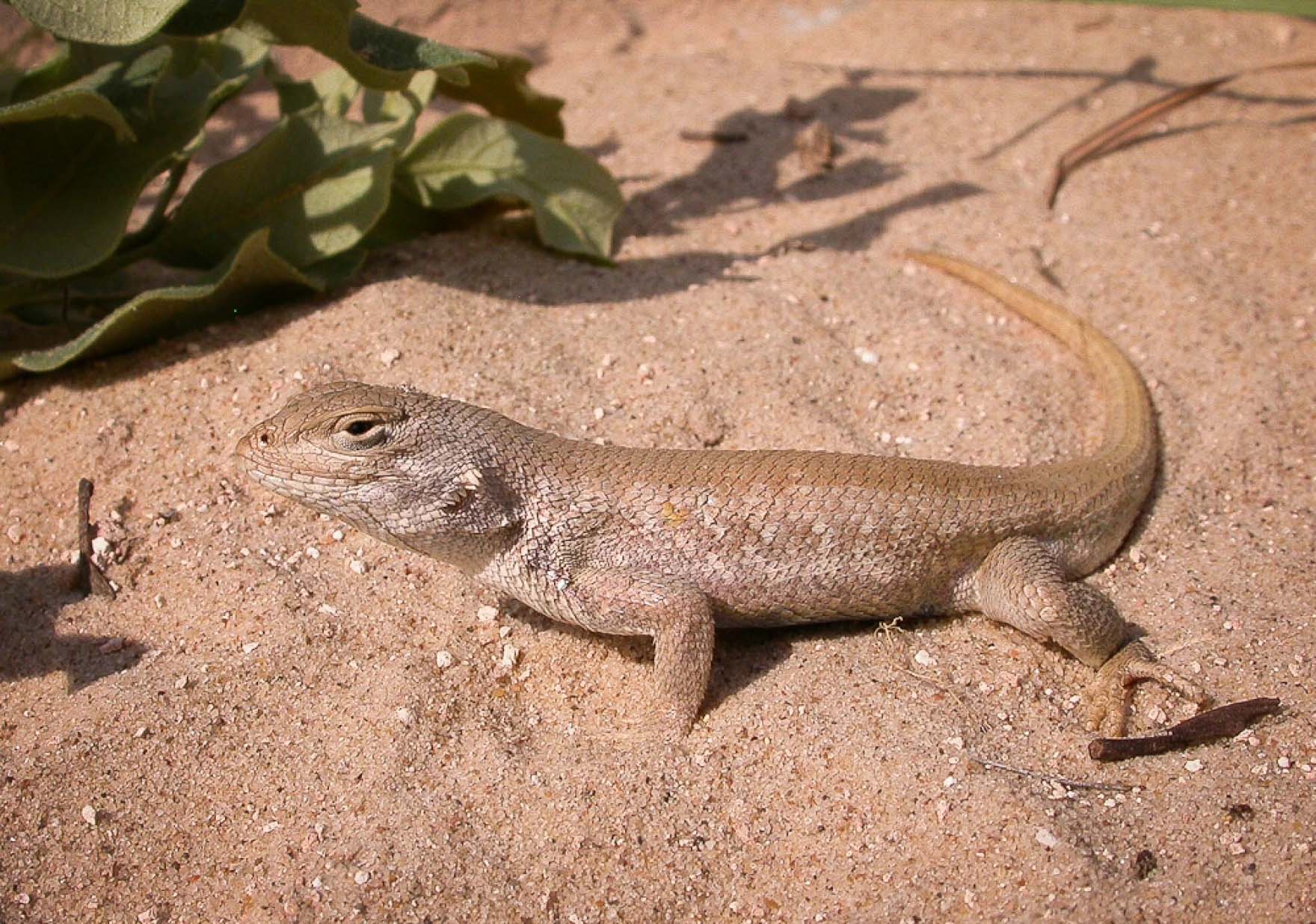 West Texas lizard could get federal protections – but oil & gas advocates  are worried | Texas Standard