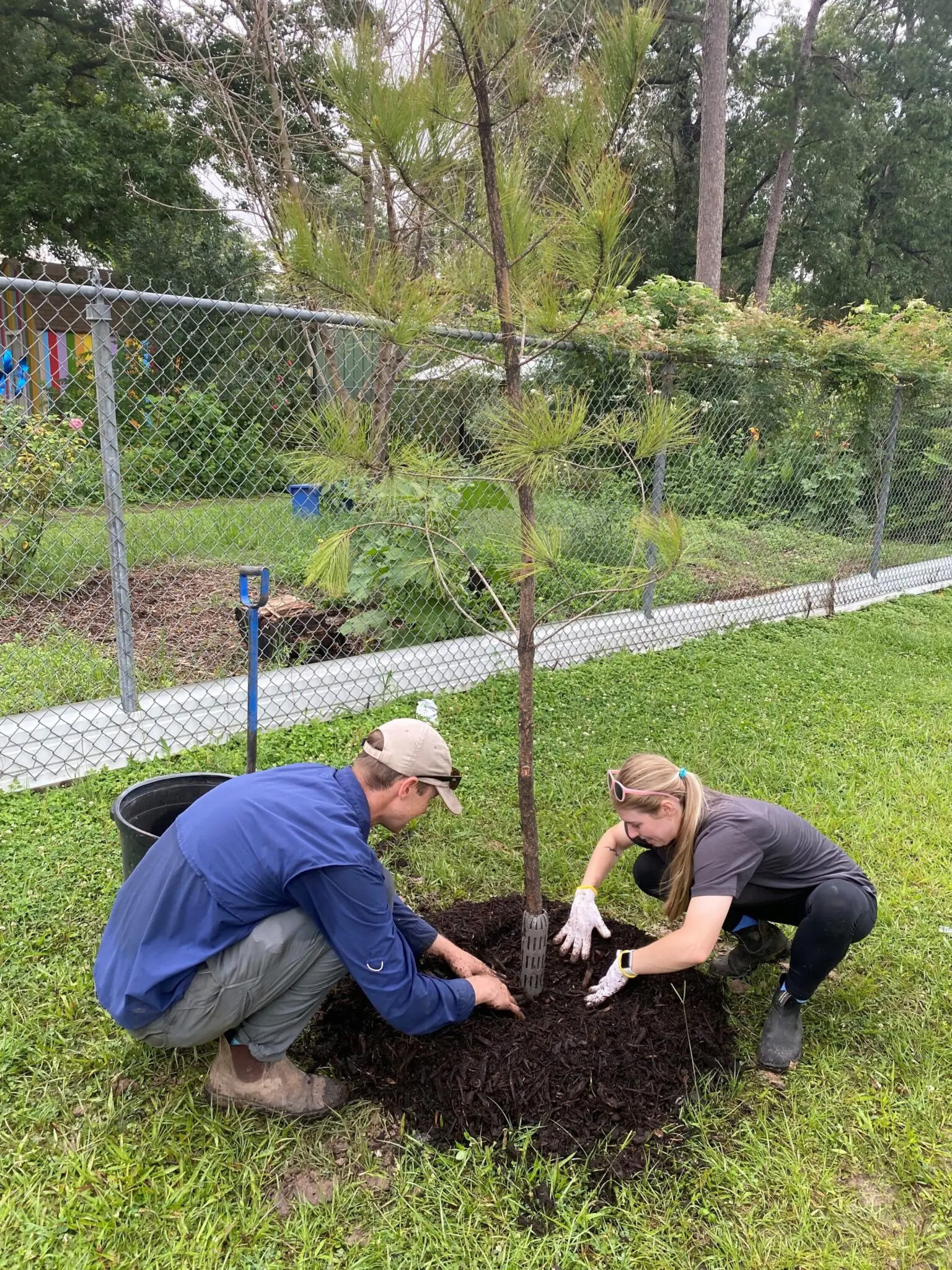 How METRO officials could plant a tree at every bus stop in Houston ...