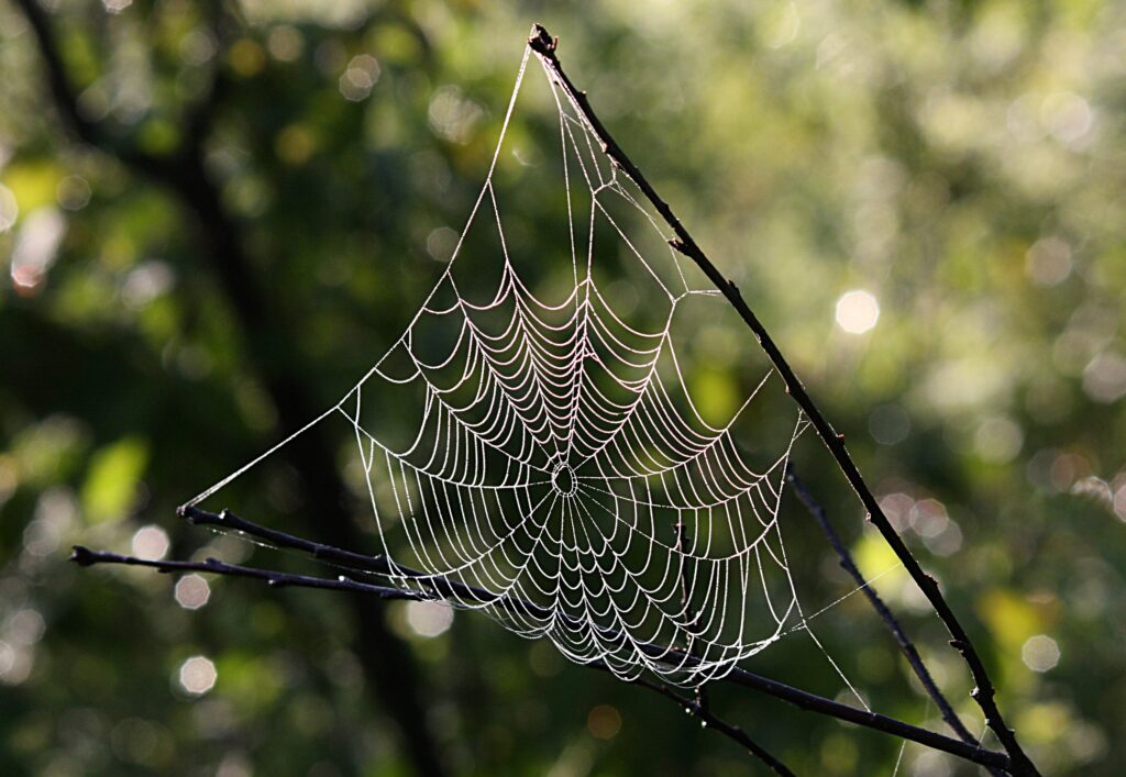 New Twists on Old Fibers: Spider Silk