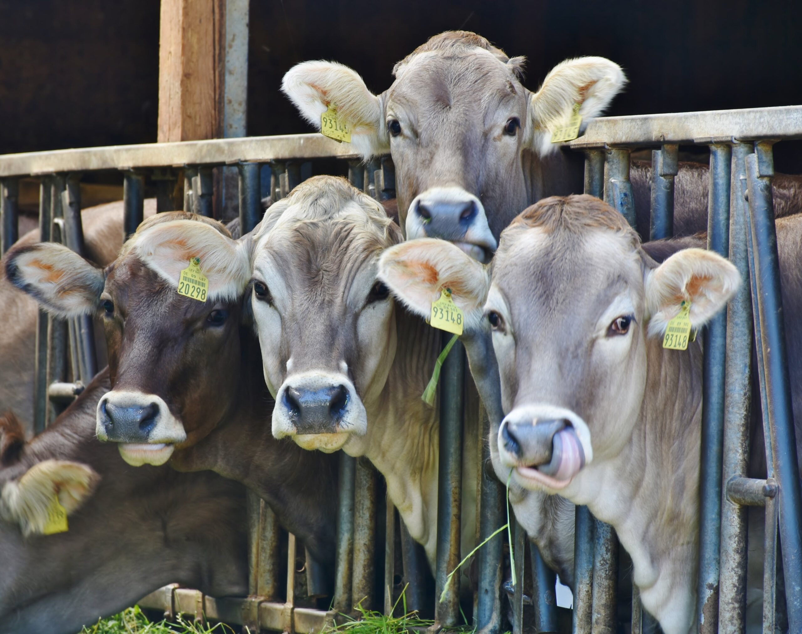 Beef cow genetics pay off for dairy farmers | Texas Standard