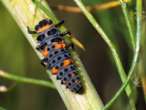 Lady bug larvae is elongated compared to its adult stage.