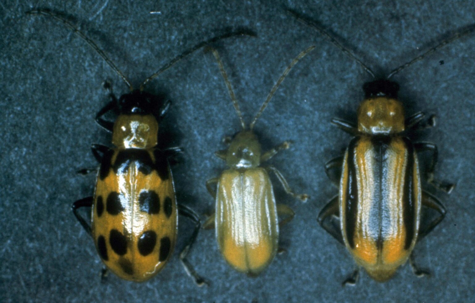 Ladybug 101: Identifying them and keeping them in your garden (and out ...