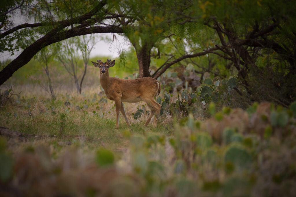 After lengthy legal battle, state culls 249 deer infected with chronic wasting disease