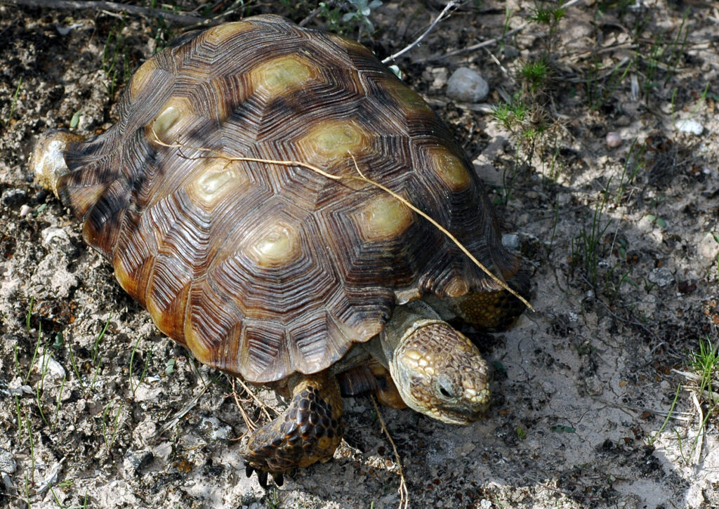 Texas tortoises and Texas horned lizards are dwindling – but there are ...