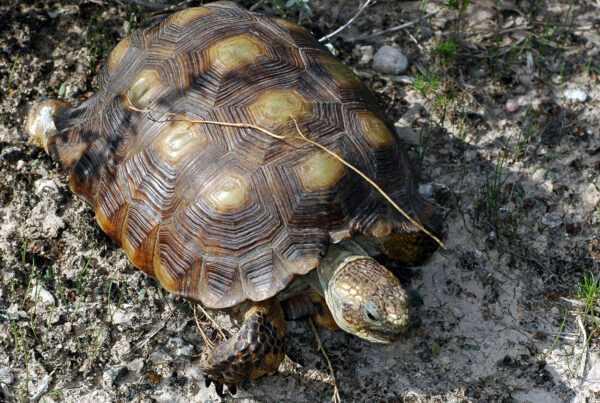 Texas tortoises and Texas horned lizards are dwindling – but there are ways to help