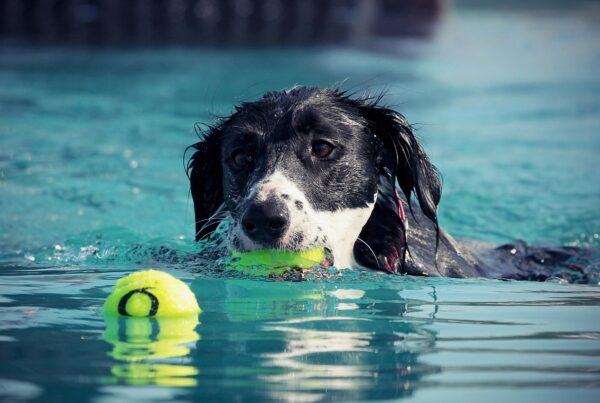 How to keep your pets cool during the dog days of summer