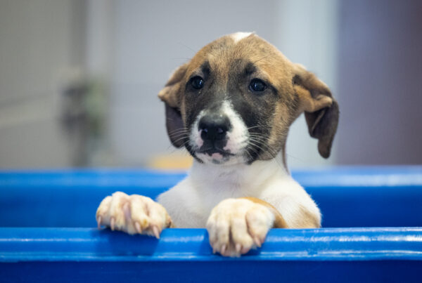 A dog peers out of a large blue tub