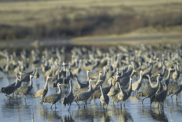 Major expansion of Panhandle wildlife refuge criticized as government overreach