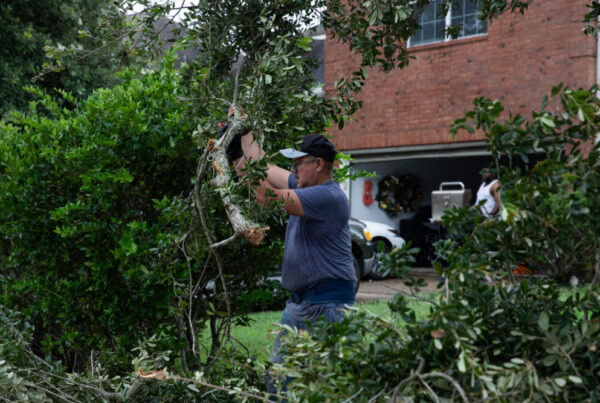 Here’s how to help trees recover after Hurricane Beryl