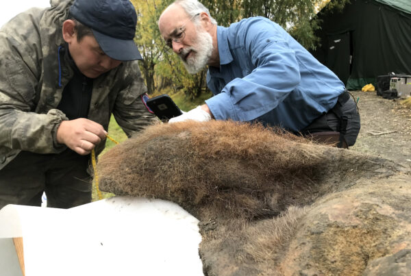 Texas researchers discover fossil chromosomes of 52,000-year-old woolly mammoth