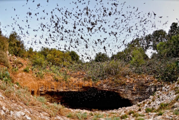 Batnado at Bracken Cave is an incredible natural phenomenon with 20 million players