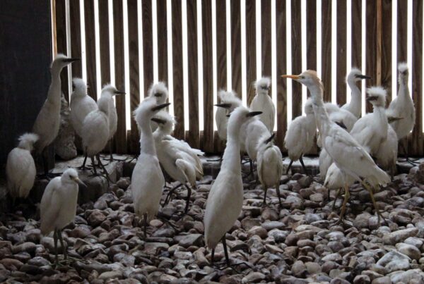 Houston SPCA has taken in 1,800 animals, including egret colony, in the wake of Hurricane Beryl