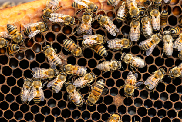 Honeybee numbers soar in Texas, but hive health still a challenge