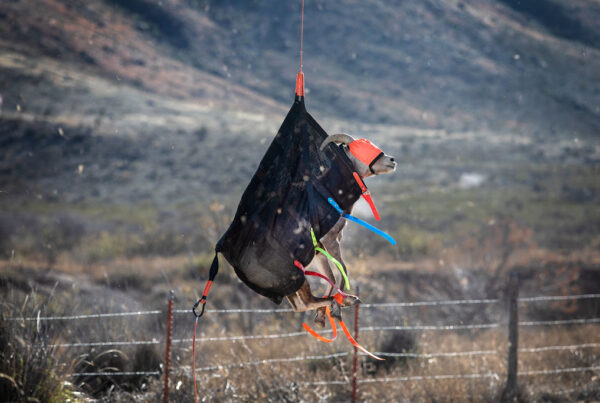 Bighorn sheep are set to return to the mountains outside El Paso