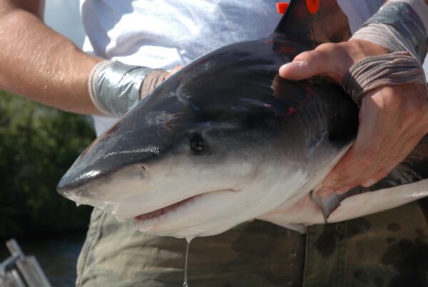 Bull sharks are having a baby boom along the Texas coast