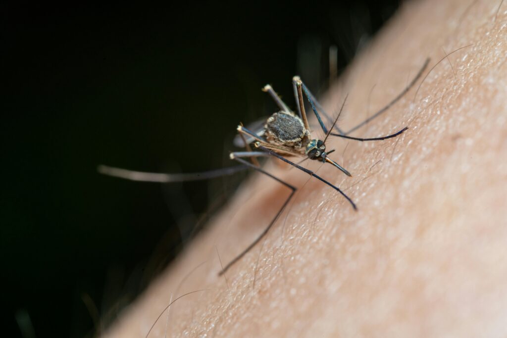 Are you a mosquito's favorite food? Why some people get bitten more often than others