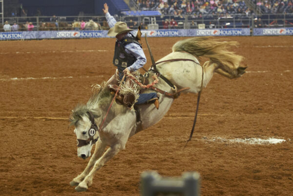 Bucking horses can be hard to come by, so Sul Ross’ rodeo team breeds their own