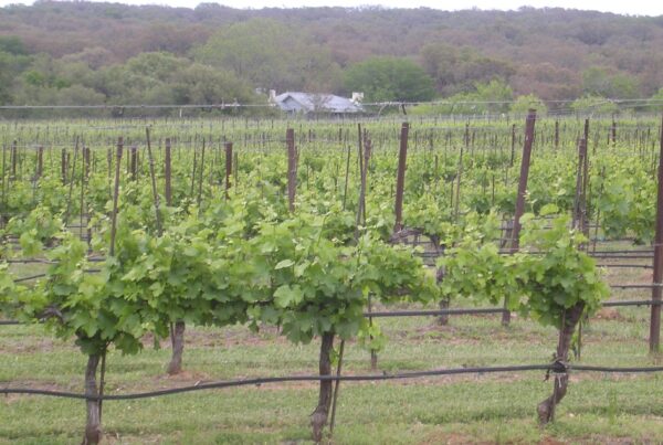 Texas seeing an increase in disease that damages grape crops