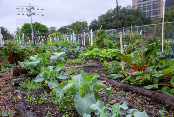 Want to grow a veggie garden this fall? Tips for choosing plants, protecting from freezes & more