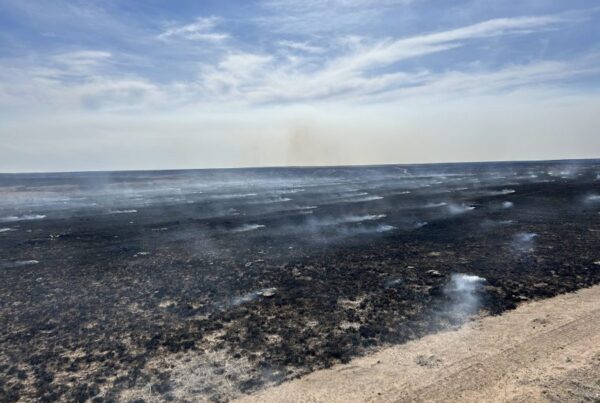 Panhandle wildfire documentary ‘We’re Here’ captures ranchers’ resilience