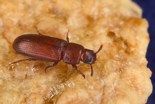 ‘They’re everywhere’: Red flour beetles, sheltered in pecan shells, plague far West Texas