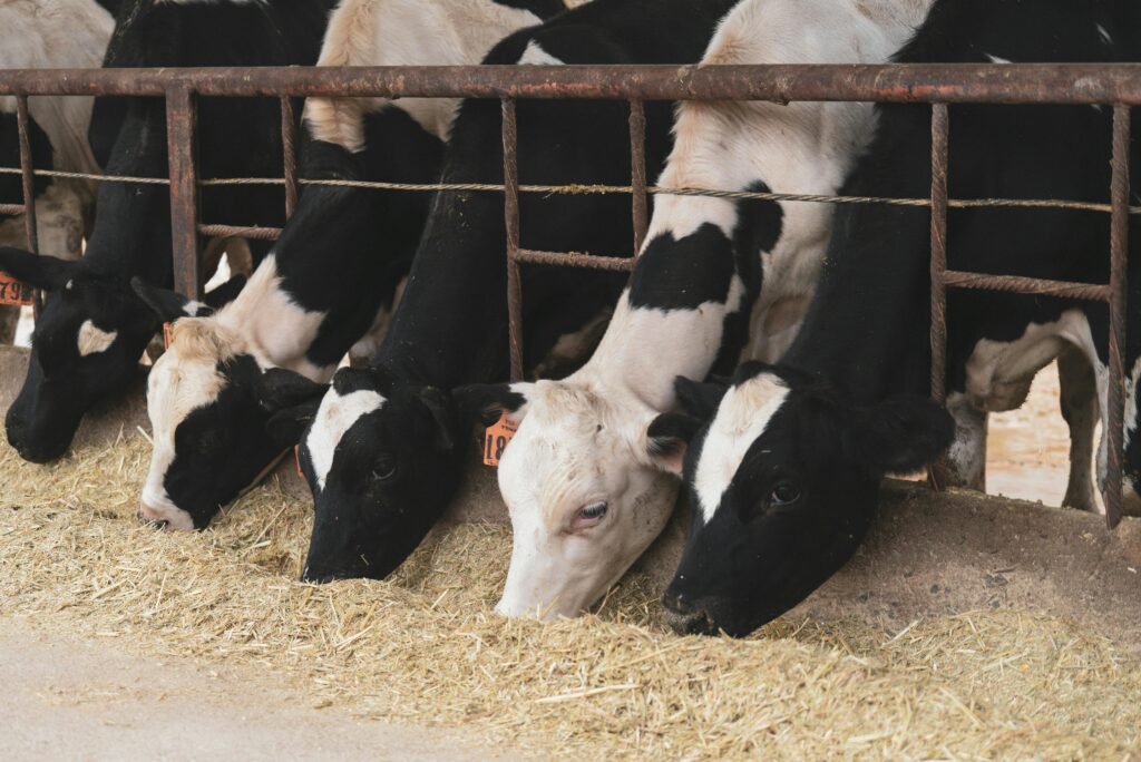 Federal response to bird flu in cattle sheds little light on virus