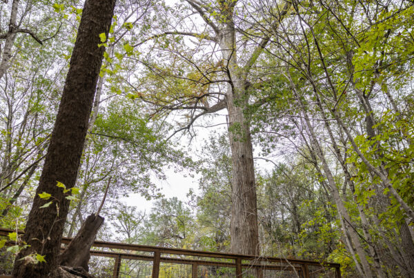 Old Baldy, a bald cypress tree estimated to be more than 500 years old.