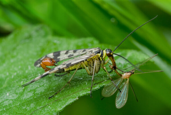 A close-up photo of a yellow and black winged insect with a scorpion-like tail feeding on a smaller insect on a green leaf.