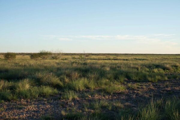 SpaceX withdraws from land swap in South Texas with Texas Parks and Wildlife