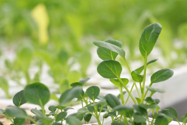 Scotts Miracle-Gro is pruning AeroGarden from its product line