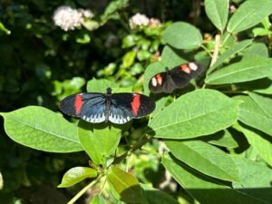 A photo of two mostly black butterflies with red and white markings on green leaves.