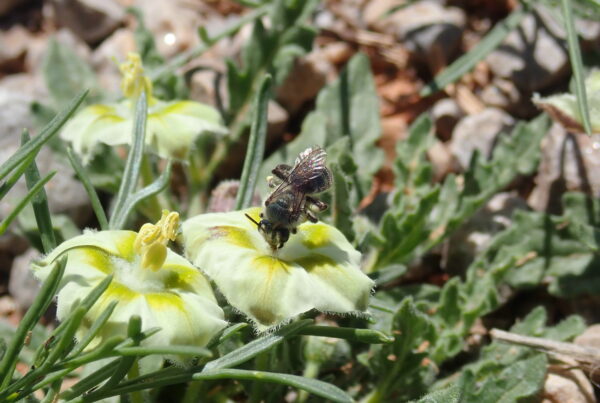 New ‘little blue bee’ species discovered in Texas and Oklahoma