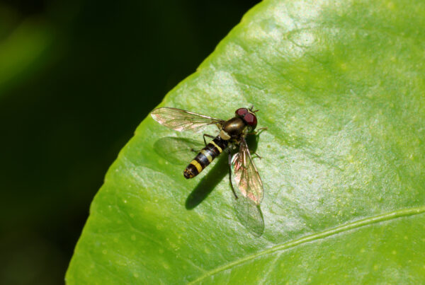 Take a closer look: That wasp or bee might actually be a hover fly