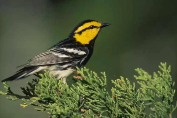 U.S. Fish and Wildlife Service moves to downlist the endangered golden-cheeked warbler